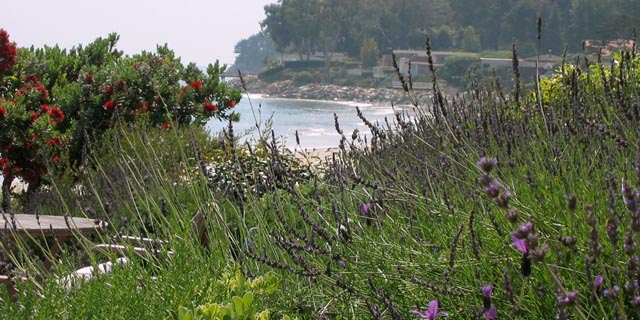 Through the flowers ocean view.